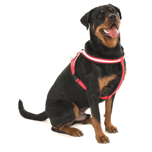 Halti comfy dog - dog, harness