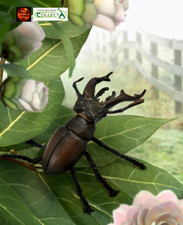 Stag beetle insect - insect, model