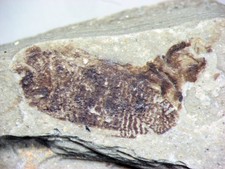 Eocene Green River Shale