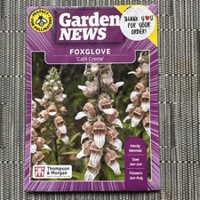 Foxglove  'Cafe Creme' - 50