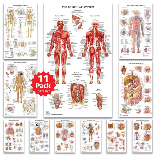 Human anatomy posters - posters,