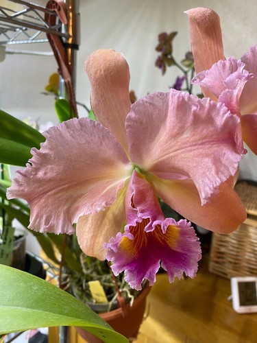 Cattleya george king - cattleya,
