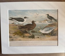 Hand Coloured Antique Bird