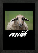 Goat Billy Goat Moh Framed