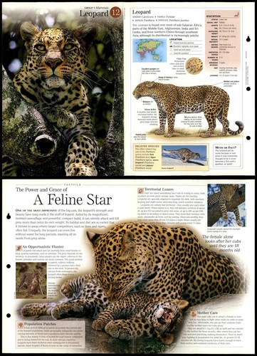 Leopard mammals - #12,