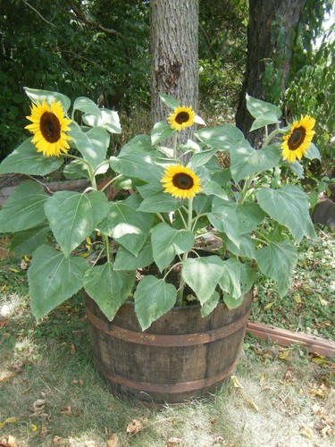 Sunflower dwarf sunspot - 5x, 'dwarf