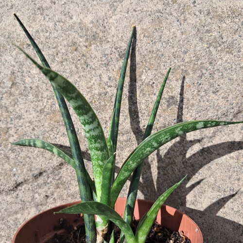 Sanseveria fernwood mikado - sanseveria,