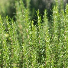 Rosemary BBQ Herb Plant in