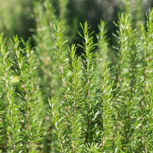 Rosemary bbq herb plant - bbq,