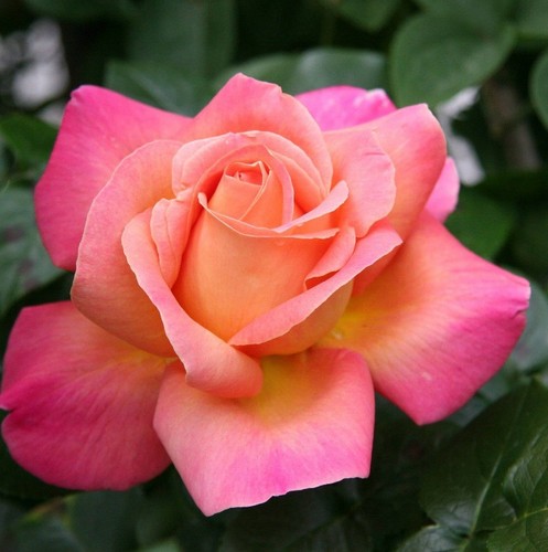 Rose bush chicago peace - 'chicago, peace'