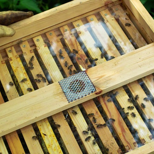 National bee hive see - 1,