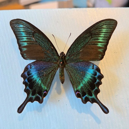 Papilio maackii set - set, specimen