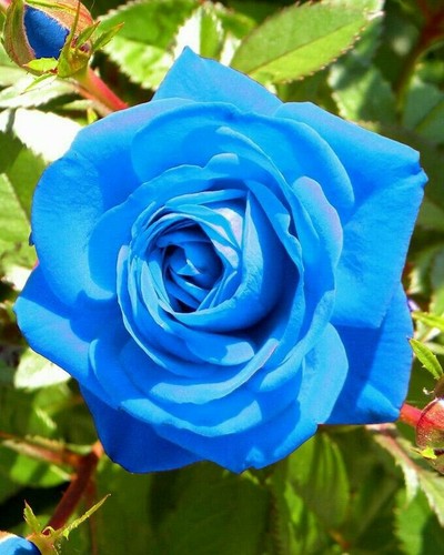Pcs blue rose - 10,