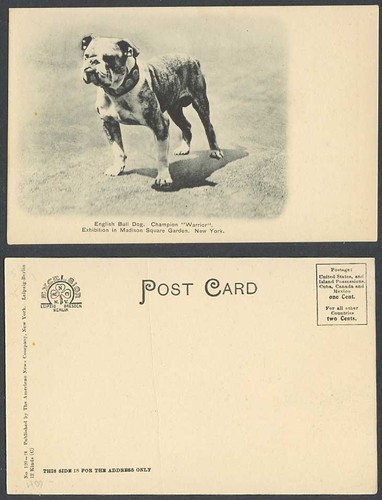 Bulldog english bull - english, dog