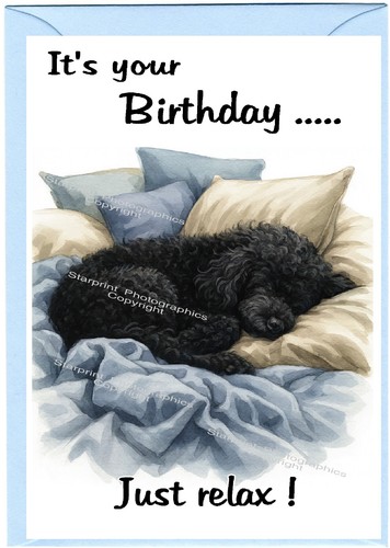 Poodle black dog - poodle,