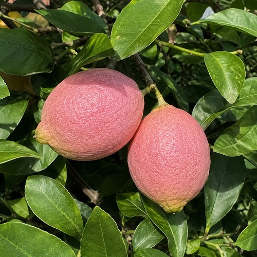 Pink lemon tree - lemon,