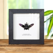 Broad-handed Carpenter Bee in