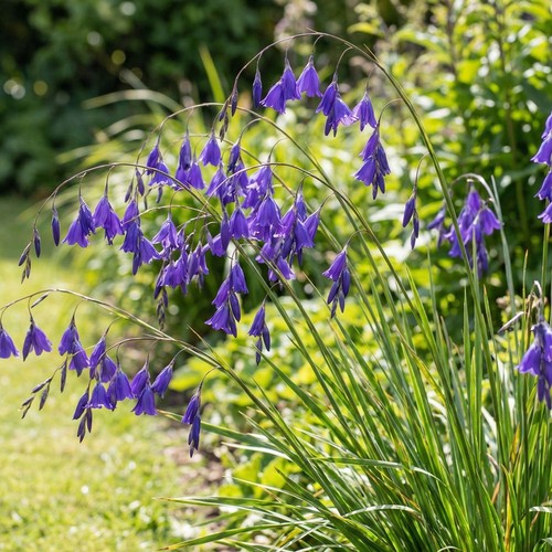 Dierama blue belle - belle, angels