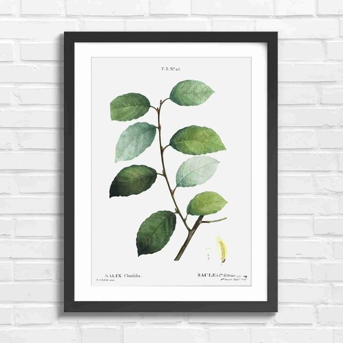 Botanical willow branch study - willow,
