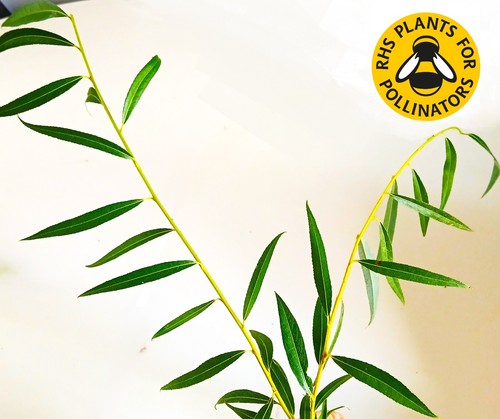 60cm drought tolerant tree - drought,