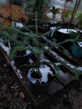 European Silver Fir / Abies