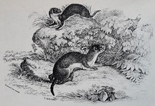 WEASEL, WEASELS - Bingley - Vintage Print