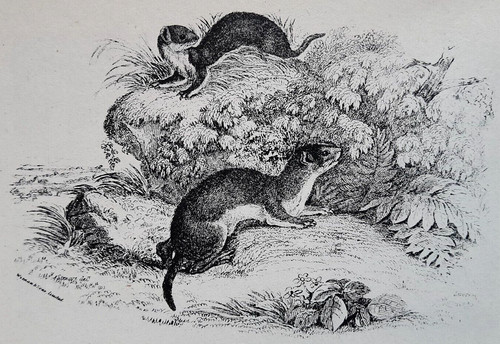 Weasel weasels bingley - weasels,