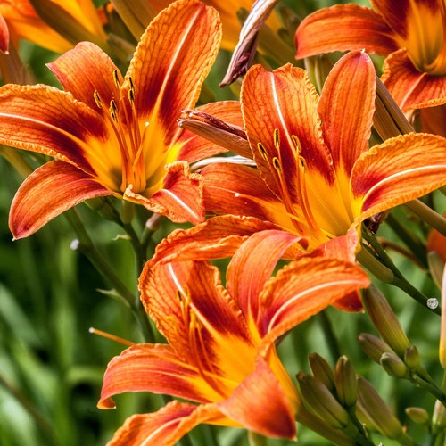 Daylily hemerocallis orange - hemerocallis,