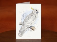 Plyctolophus Galeritus