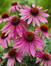 6 Echinacea Purpurea Cone Flower Hardy  Perennial Plug Plants
