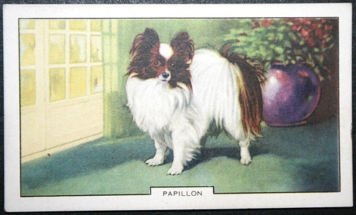 Papillon butterfly dog - papillon,