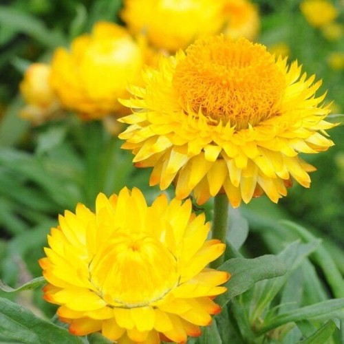 Golden yellow strawflower - yellow,