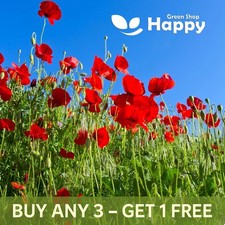 Corn Filed Red Poppy - 20 000