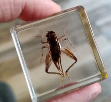 Real Bug Cricket  Insect Preserved in Resin Paperweight Animal Taxidermy 
