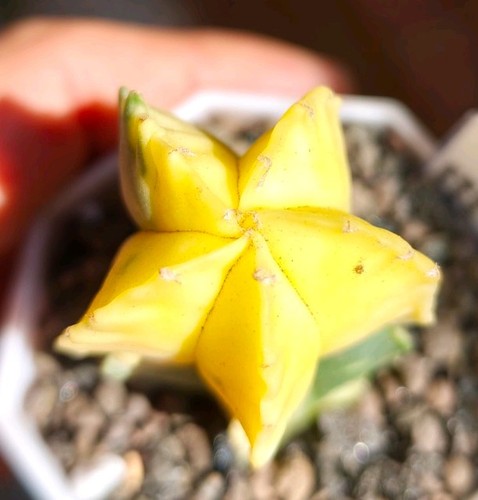 Astrophytum myriostigma - astrophytum, v