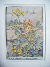 Greater Celandine Fairy Vtg