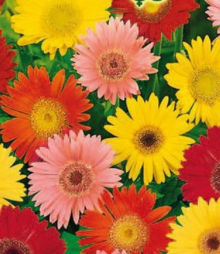 Russian gerbera seed mixed - gerbera,