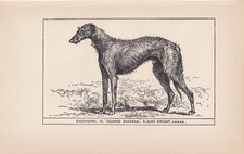 1900 DEERHOUND DOG Print - Dog Wall Art - Dog Gift - 8.6 x 5.6 Inches
