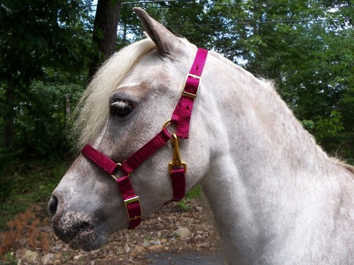 Miniature horse adjustable - miniature,