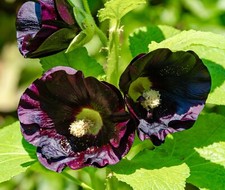 150x Black Hollyhock Nigra