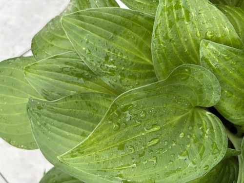 Hosta ren jyaku medium - ren,