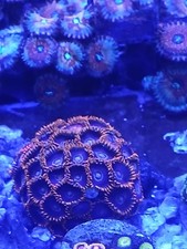live coral,zoa, wysiwyg 30
