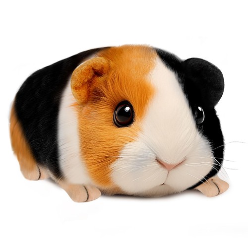 Guinea pig stuffed - guinea, animal