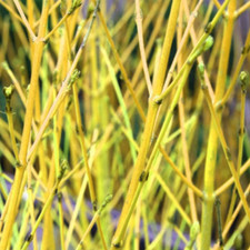 Cornus sericea Flaviramea 'Golden-Twig Dogwood' Bare Root Hedging Shrub Plant