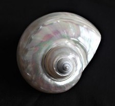 Superb Giant 'Pearly Turban' seashell (A)