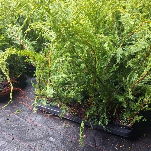 Leylandii castlewellan - 25, x