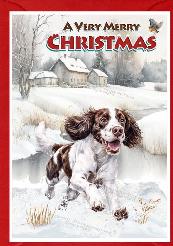 English springer spaniel dog - springer,