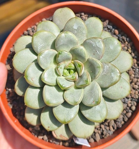 Graptoveria amethorum - graptoveria, (large)