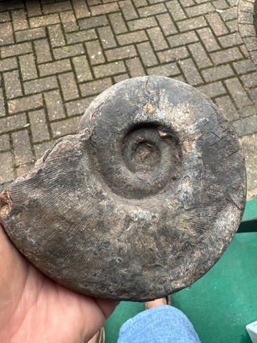 Ready prep large ammonite - ready, to