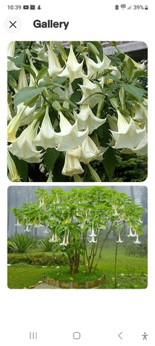 Brugmansia arborea white - brugmansia,